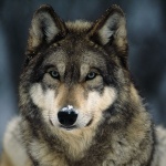 image of wolf #50