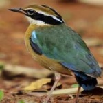 image of indian_pitta #0