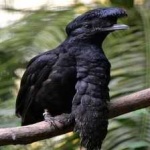 image of bird