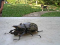 image of rhinoceros_beetle #24