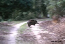 image of wild_boar