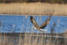image of bald_eagle