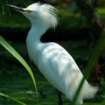 image of bird