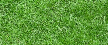 image of grass