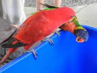 image of lory