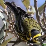 image of bird