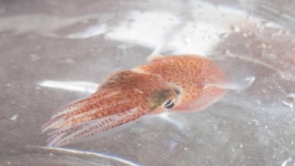 image of animal