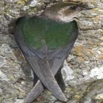 image of bird