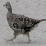 image of bird