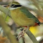 image of bird