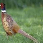 image of ring_necked_pheasant #16