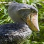 image of bird