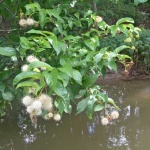 image of wetland