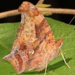 image of animal