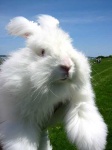 image of angora