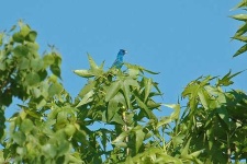 image of indigo_bunting