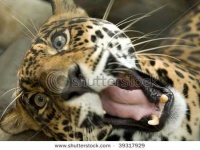 image of jaguar_car