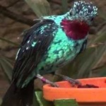 image of bird