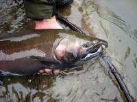 image of coho