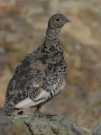 image of ptarmigan