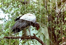 image of vulture