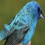 image of bird