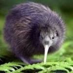image of bird
