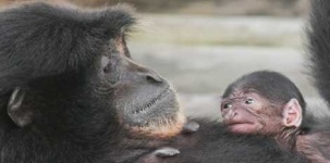 image of siamang