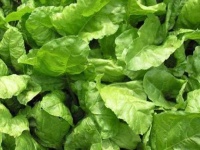 image of spinach #5