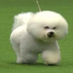 image of animal
