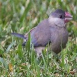 image of bird