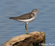 image of sandpiper #20