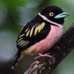 image of bird