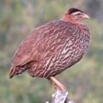 image of black_francolin #6