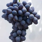 image of grapes