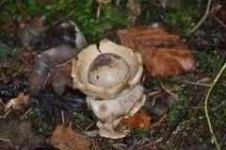 image of earthstar #14