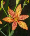 image of flower
