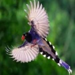 image of bird