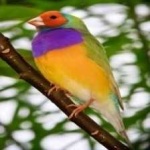 image of bird
