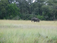 image of african_elephant