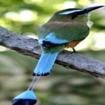 image of bird