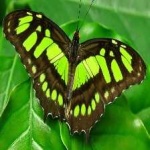 image of animal
