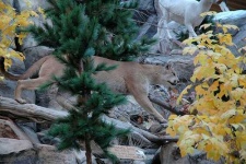 image of cougar