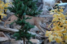 image of cougar #6