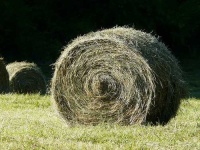 image of hay
