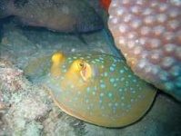 image of electric_ray