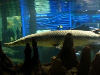 image of gar