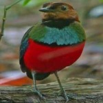 image of red_bellied_pitta #11