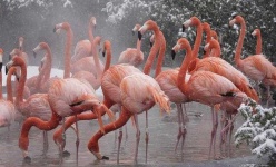image of animal