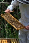 image of honeycomb